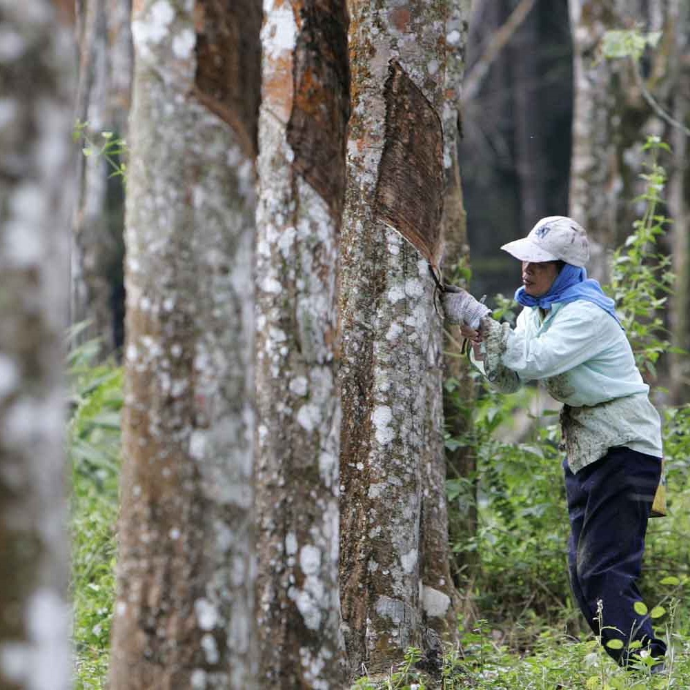 Natuurlatex plantage